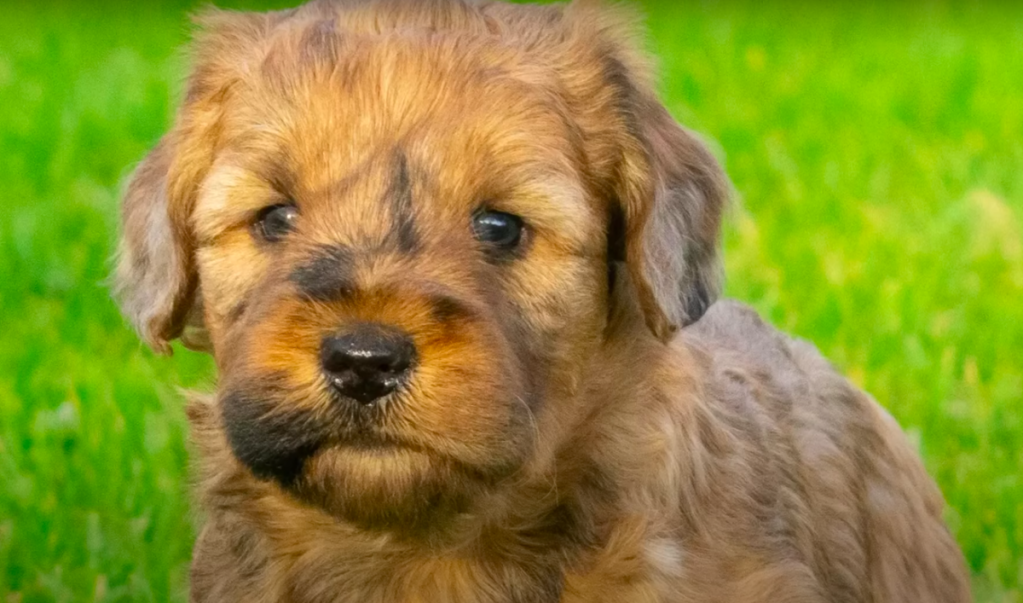 Closeup photo of an adorable Whoodle puppy.