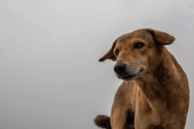 A stray dog in India, like the dog in Lucknow hospital carrying a severed human hand in mouth.