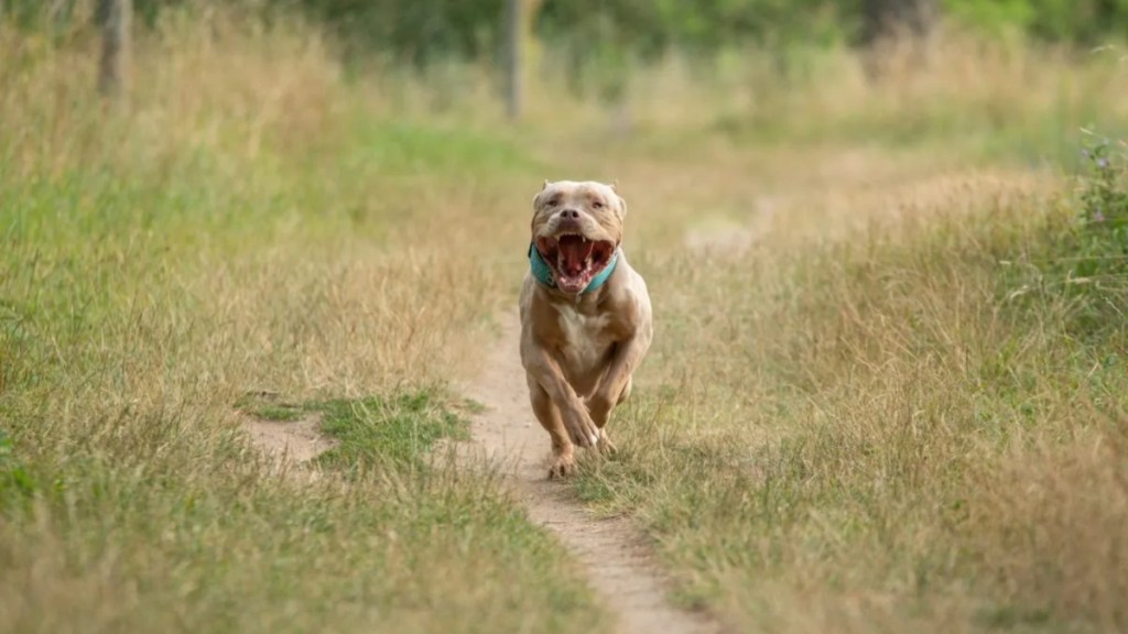 An XL Bully running in a dry field with mouth open, XL Bully ban in Northern Ireland has been announced