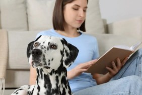 A Dalmatian dog with a girl reading book, like the dog who offered support to students in the U.K. by visiting school.