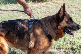 German Shepherd with a harness.