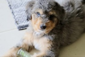 A Bernedoodle puppy, like the law enforcement puppy Leo helping older adults in Douglas County, Colorado.