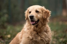 A Golden Retriever sitting in a forest, like the Boston Marathon dog whose statue was recently unveiled.