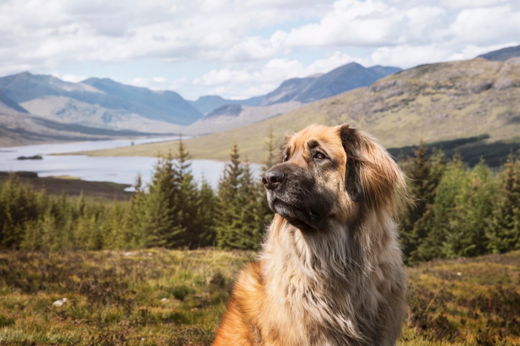 A Leonberger dog posing in front of a beautiful Scottish view included a great mountain rage, a big lake and a forrest in Scotland.