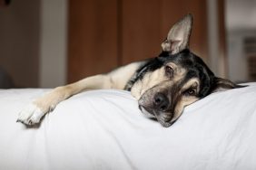 German Shepherd resting, like the two German Shepherds who were found dead due to starvation.