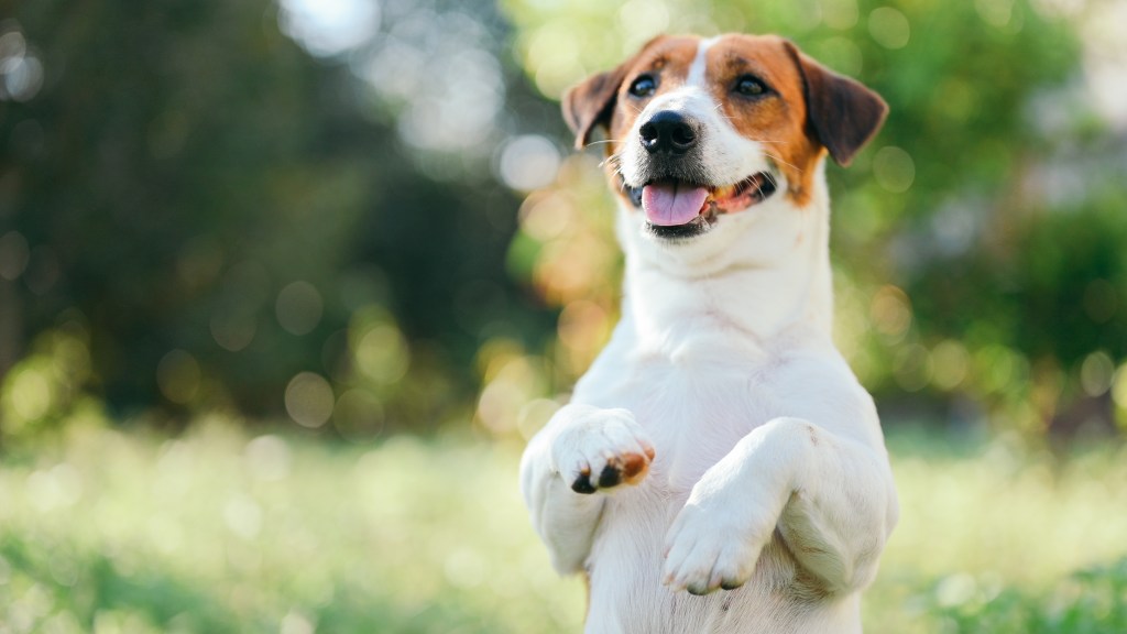 Dog Jack Russell Terrier on lawn, smiling sitting up on his heels with paws up.