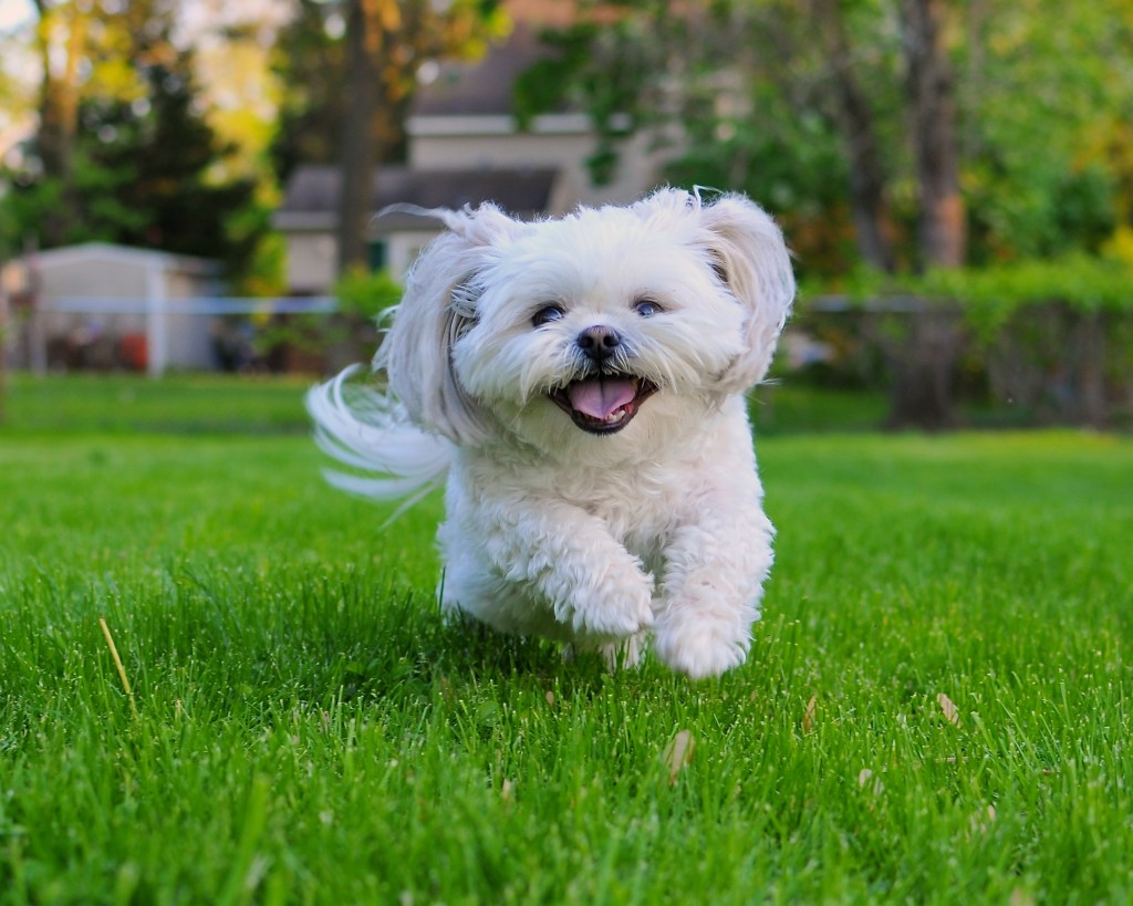 Shih Tzu smiling as he runs through bright green grass in the summer.