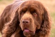 Sussex Spaniel walking across the grass