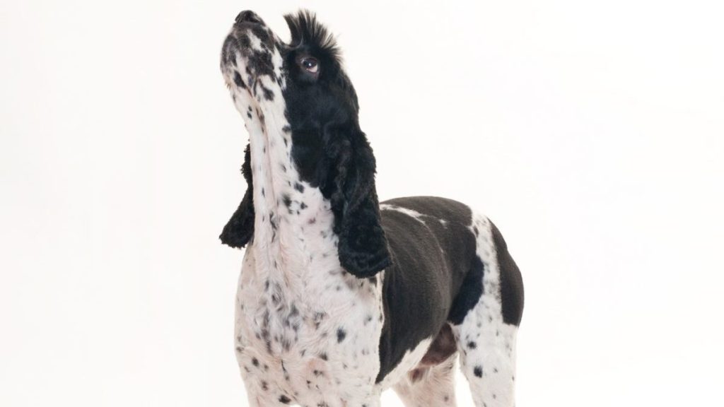 A black and white Cockalier dog, a cross between a Cavalier King Charles Spaniel and a Cocker Spaniel, against a white studio backdrop.