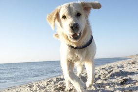 A yellow retriever runs toward the camera on a beach in Sweden