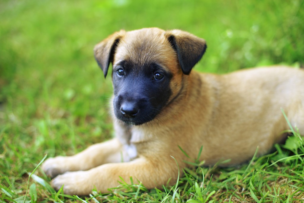 Young Belgian Shepherd Malinois puppy in field.