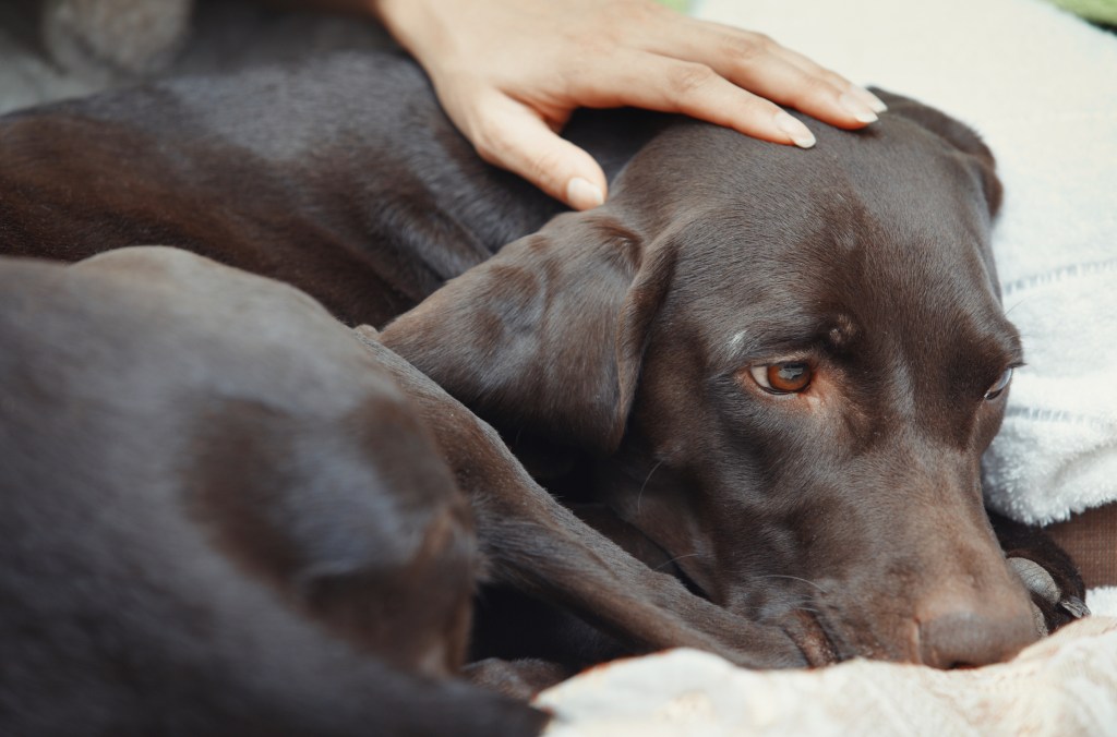 Woman petting her dog who is suffering from spina bifida.