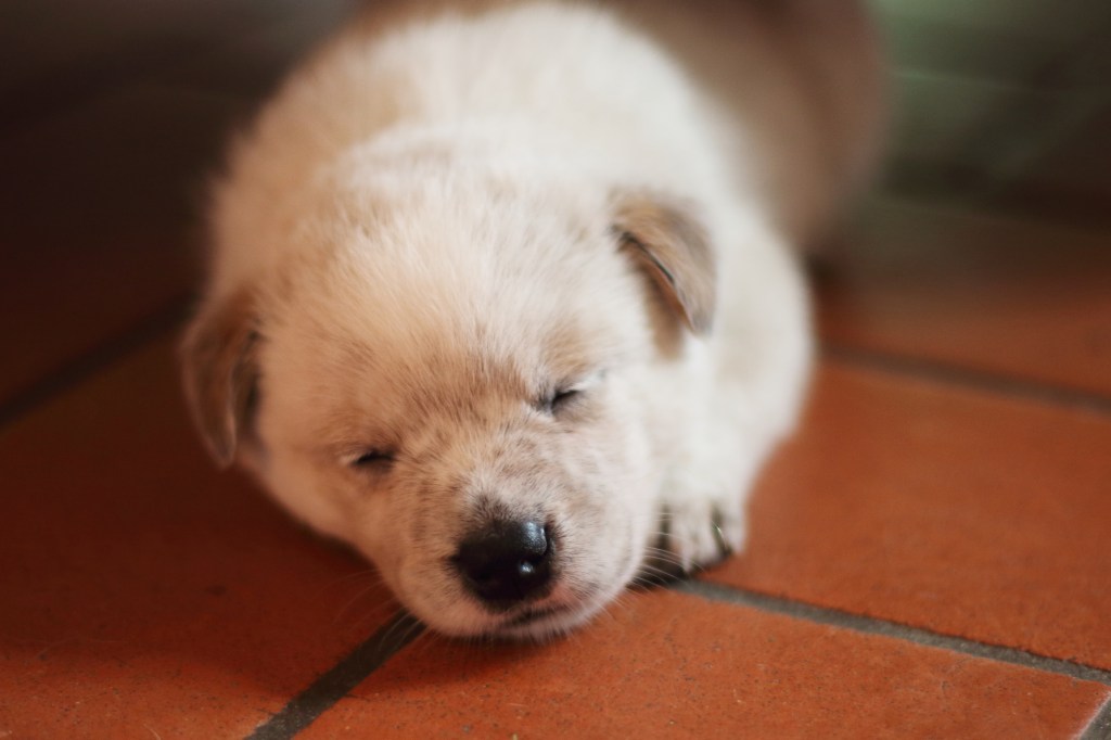 Australian Cattle Dog puppy sleeping.