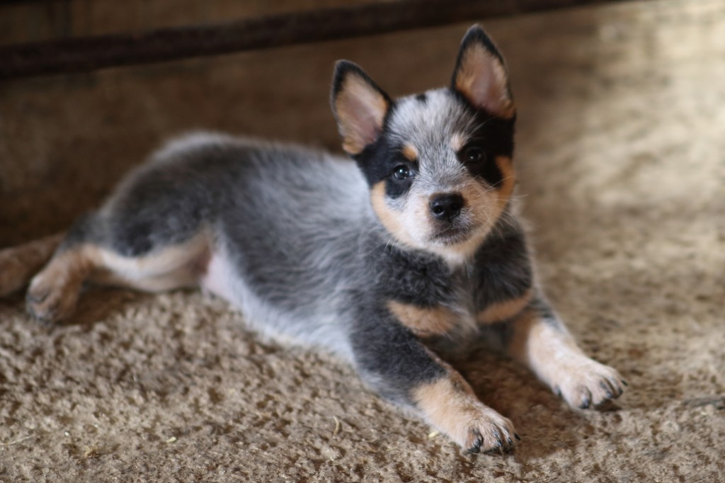 Australian Cattle Dog puppies.