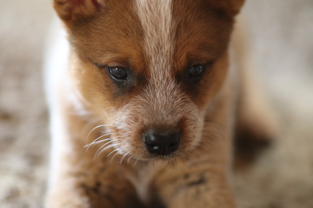 Australian Cattle Dog puppy.