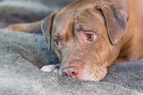 Close-up on the face of a large senior dog lying down on a bed with a raised eyebrow, potentially like the one injured by a machete in Florida.