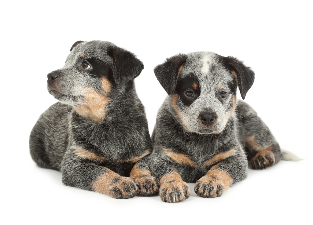 Australian Cattle Dog puppies on white background.