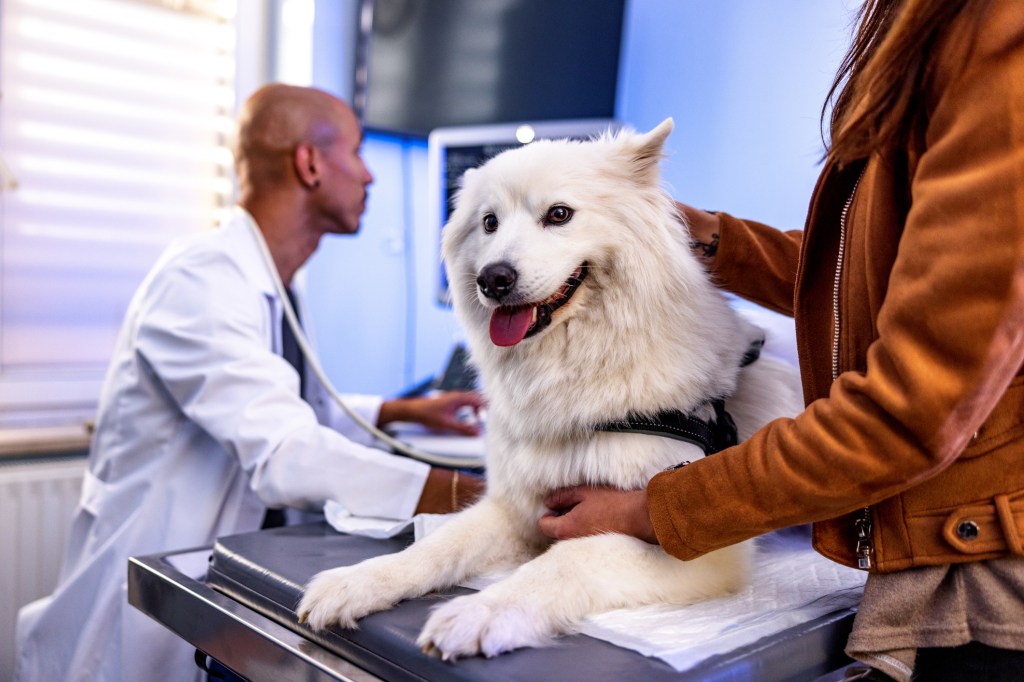 Dog requiring amoxicillin is being checked by the vet.