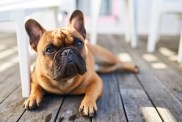 French Bulldog resting outdoors.