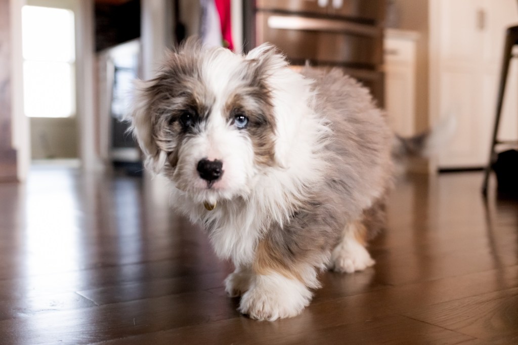 Mini Bernedoodle puppy in an apartment.