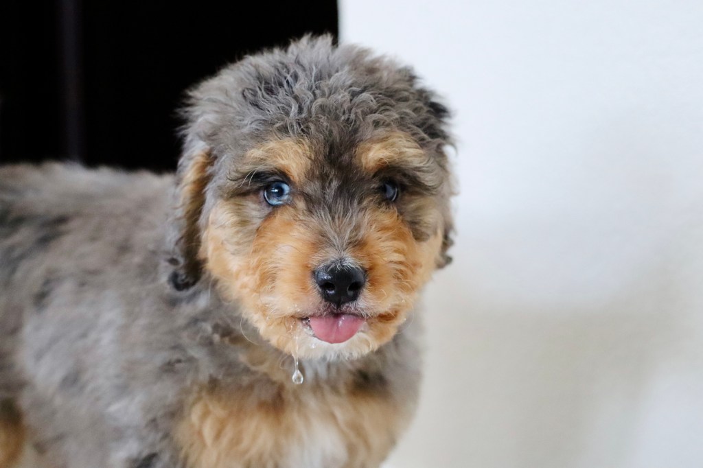 An adorable Mini Bernedoodle puppy with blue eye is seen with water dripping from her chin while taking a drink of water.