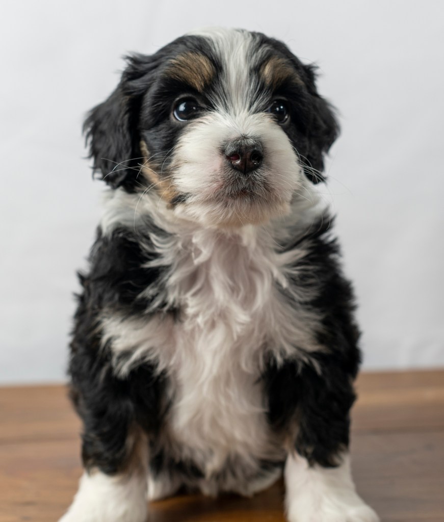 A super cute Mini Bernedoodle puppy sitting.