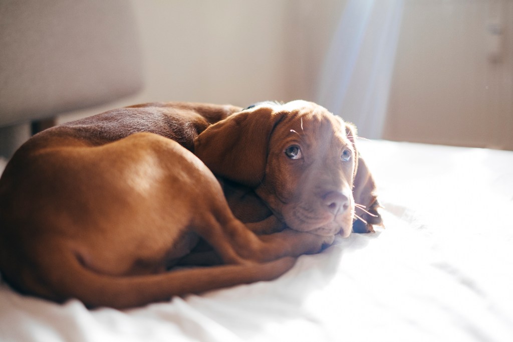 Vizsla puppy sleeping on white sheet in living room in the sunshine.