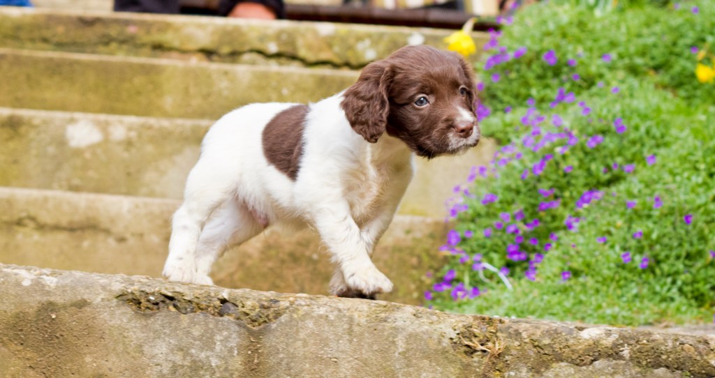 Cute English Springer Spaniel puppy walking in the garden.