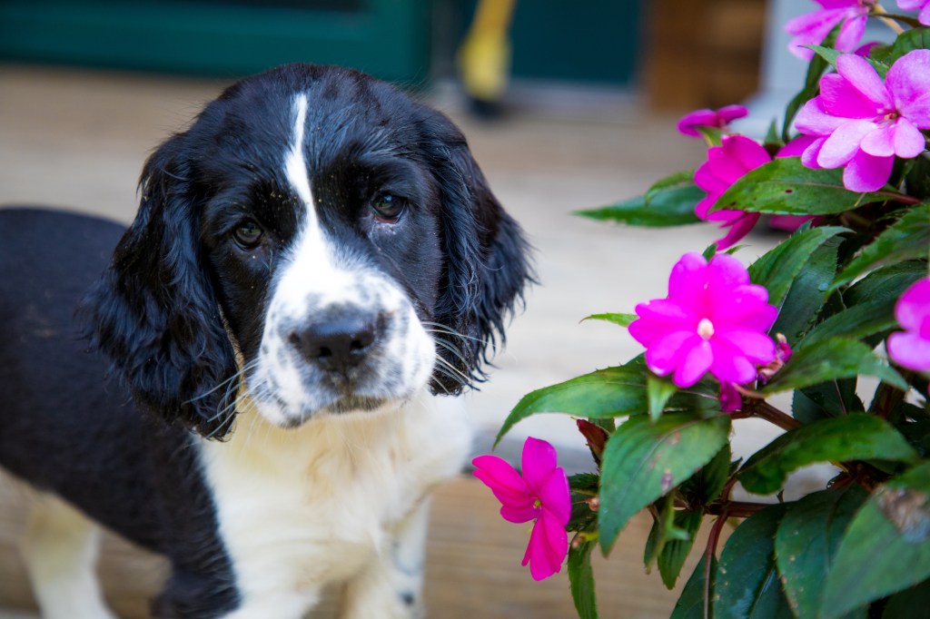 English Springer Spaniel puppy with flower.