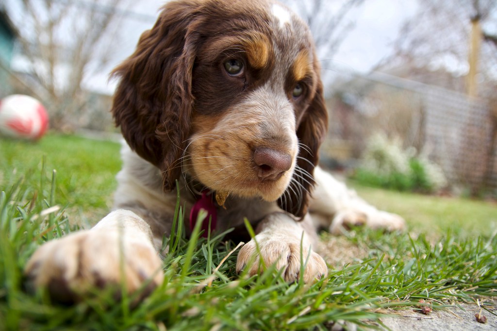 English Springer Spaniel puppy lying down in an urban backyard.