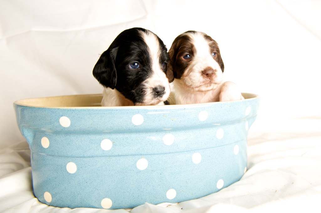 Two English Springer Spaniel puppies in a tub.