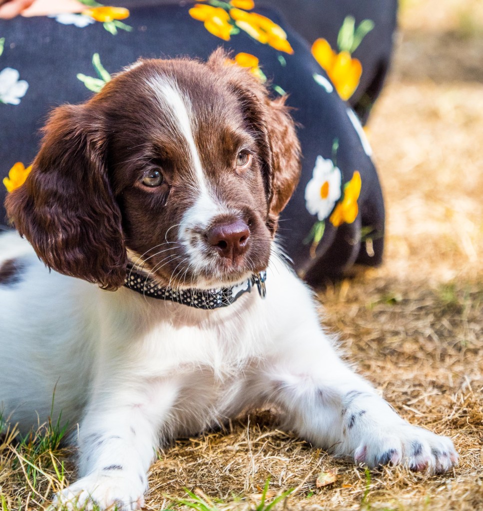 English Springer Spaniel Puppy laying down.