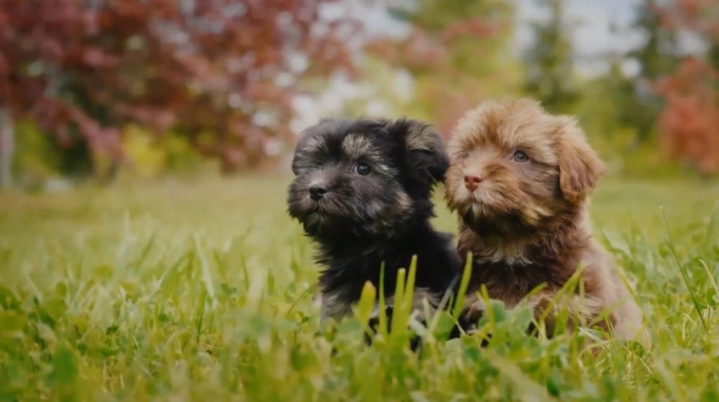 Two black and brown Havapoo puppies.