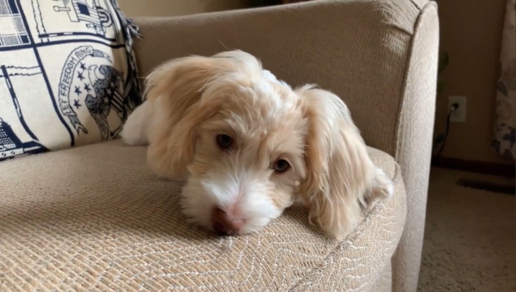 Havapoo puppy on a couch.