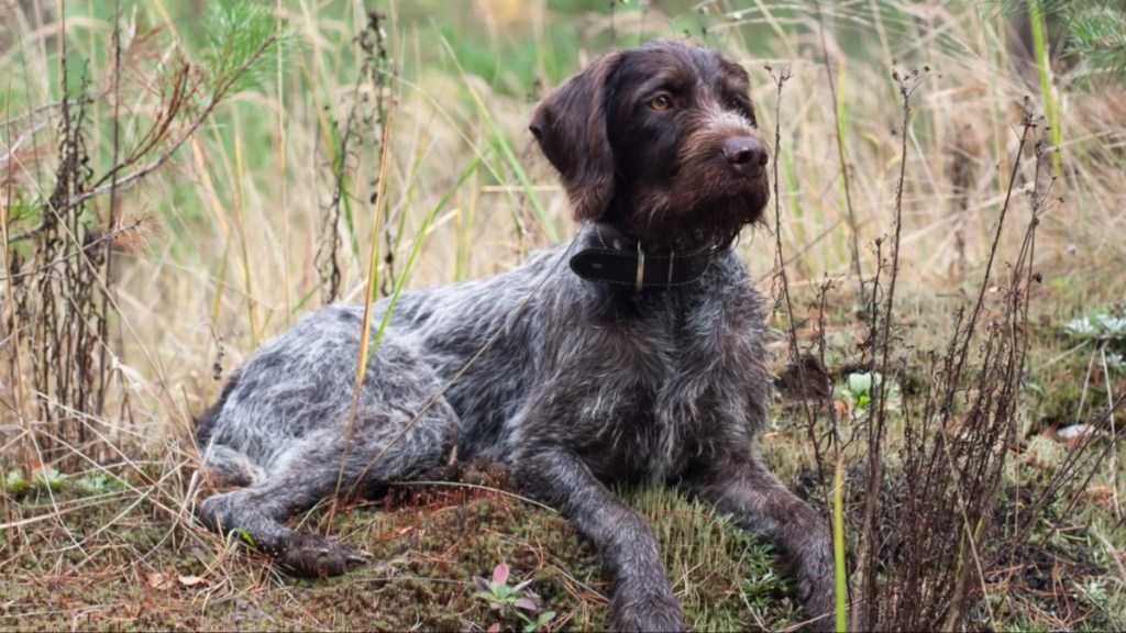 Hunting dog German Wirehaired Pointer rests in the grass.