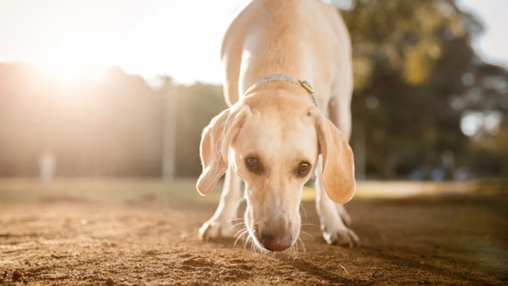 A Labrador Retriever sniffing the ground, like the sniffer dog in Taiwan who is part of the search and rescue team after the earthquake.