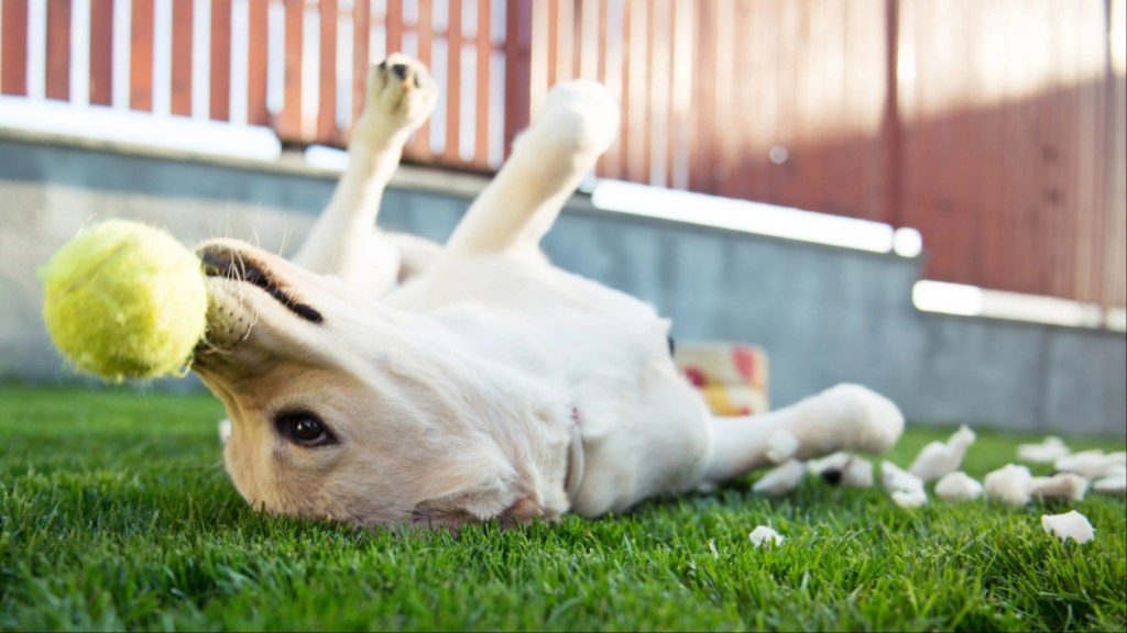 Horizontal image of a 5 months old labrador retriever dog playing in grass with a tennis ball.