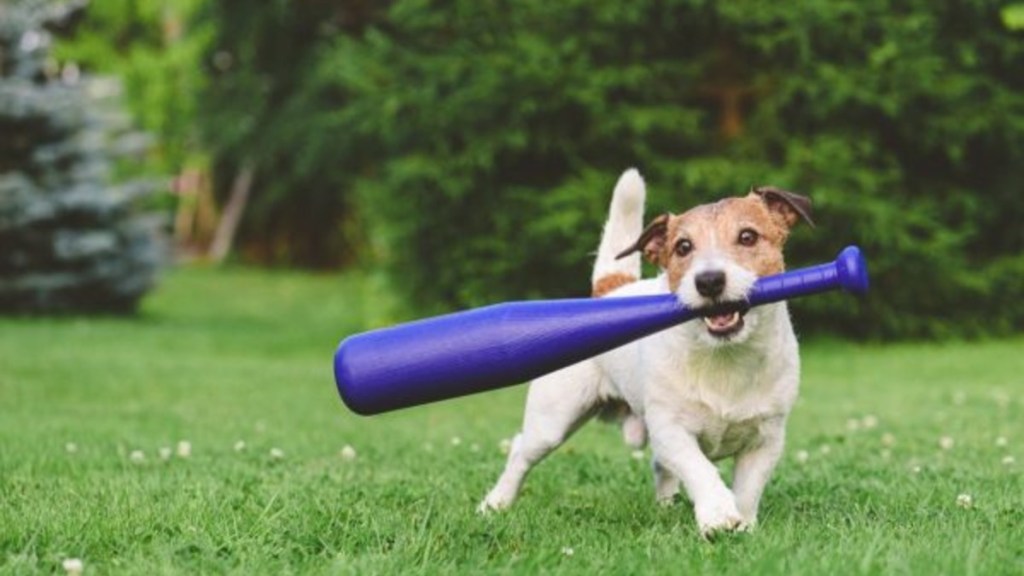 A dog holding a baseball bat in mouth, a shelter is organizing a baseball-themed adoption event.