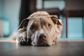 A closeup of the American Pit Bull Terrier lying on the floor.