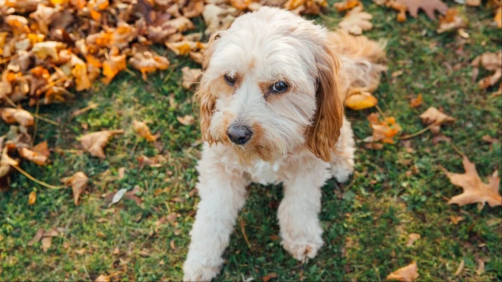 A Cavapoo dog sitting on grass, like the dog who was found duct-taped inside a dumpster.