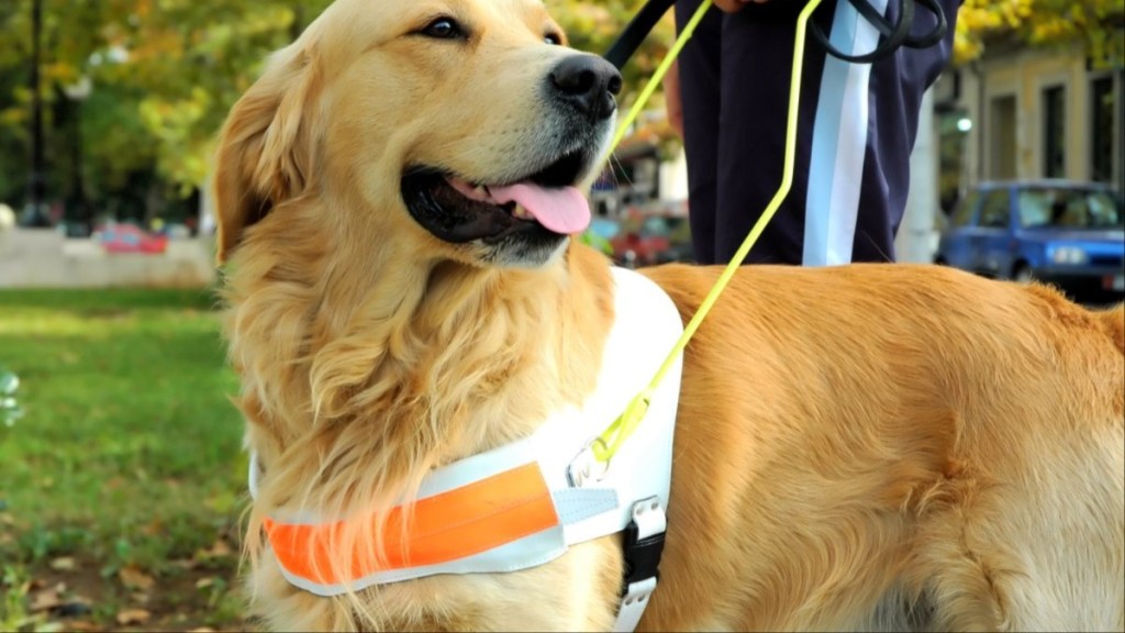 international guide dog day