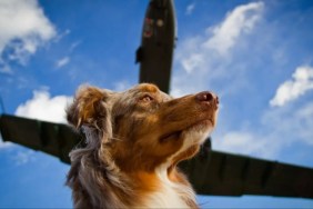 A dog with a plane flying overhead, a pilot and his dog recently had to swim to safety after their plane crashed in water.