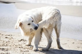 A dog biting tail, chasing tails is fairly common in dogs.