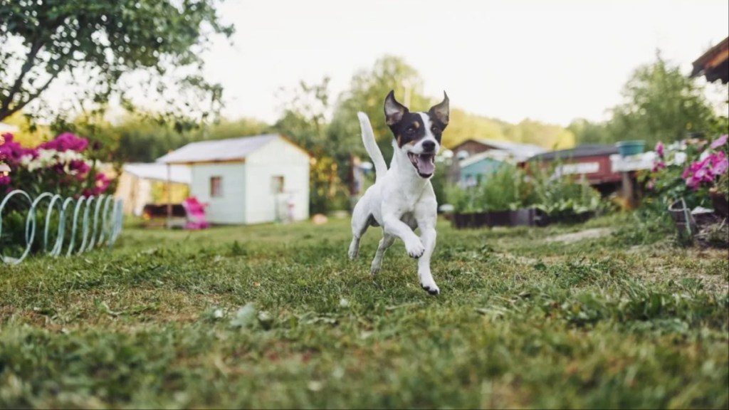 A dog running around and doing zoomies in the backyard.