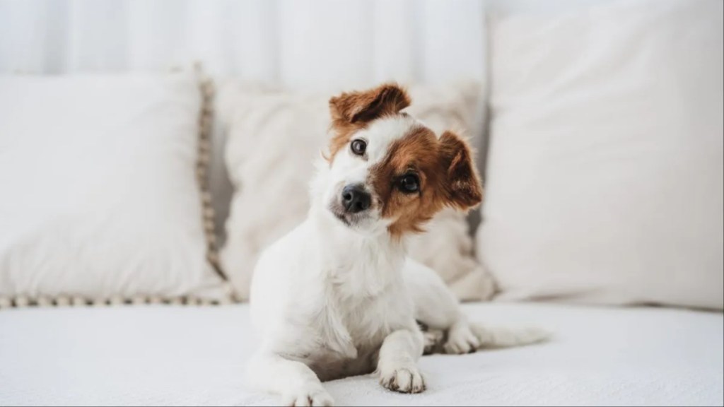 A dog sitting on the sofa and tilting their head.