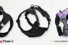 Best Dog Harnesses of 2024