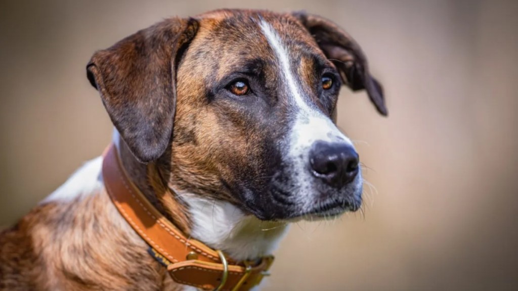 Close-up of mixed breed dog looking away.