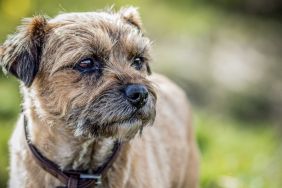 Beautiful Griffon mix staring into the distance