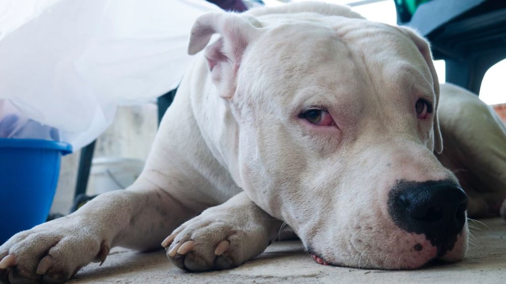 Beautiful white dog resting