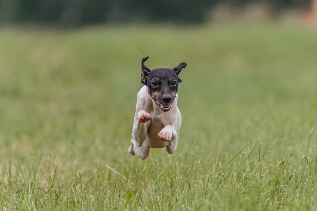 Moment of flying Japanese Terrier dog in the field on lure coursing competition